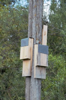 Nichoir à chauve-souris 
© madd-bordeaux