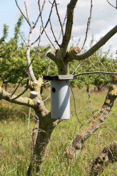 Nichoir à mésanges
© madd-bordeaux